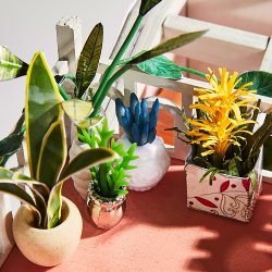 Gypsophila Blomsterbutik